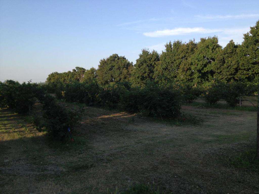 Societa Agricola Le More Agriturismo La Dondina Budrio  Exterior foto
